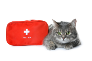 cat first aid training hawaii